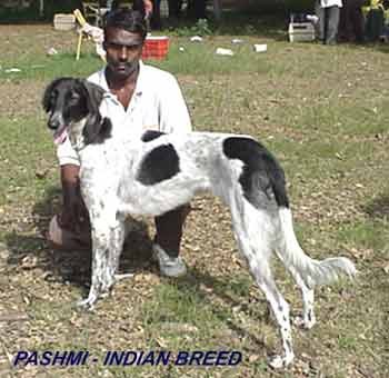 Pashmi2.jpg (15948 bytes)