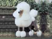 Poodle(Standard)-DI.jpg (10800 bytes)
