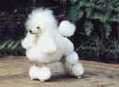 Poodle Miniature-DI.jpg (9930 bytes)