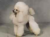Poodlle Toy -DI.jpg (7474 bytes)