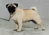 Pug-DI.jpg (7947 bytes)