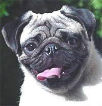 Pug_Suresh4.jpg (18268 bytes)