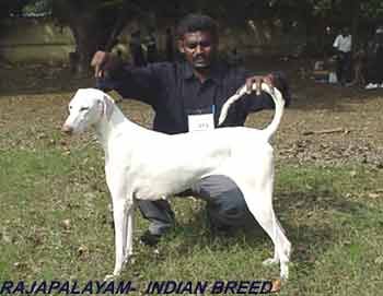 RajP1-Dr.R.jpg (10076 bytes)