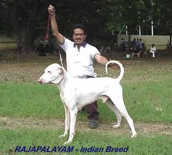 RajP2-Dr.R.jpg (10418 bytes)