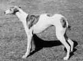 Rampur Hound-DI.jpg (10980 bytes)