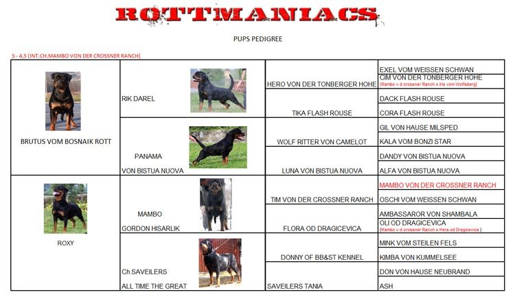 DogsIndia.com - Rottweiler