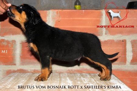 DogsIndia.com - Rottweiler