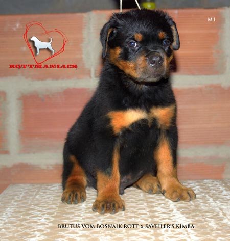 DogsIndia.com - Rottweiler
