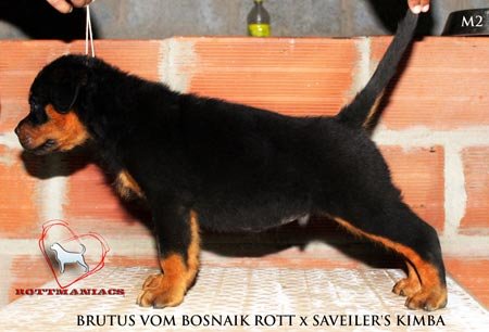 DogsIndia.com - Rottweiler