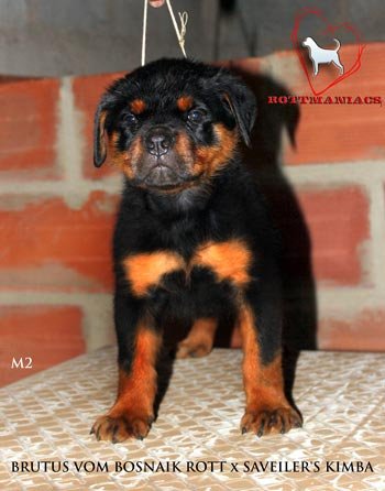 DogsIndia.com - Rottweiler