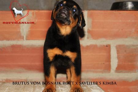 DogsIndia.com - Rottweiler
