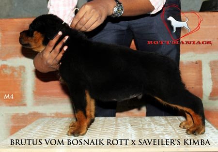 DogsIndia.com - Rottweiler