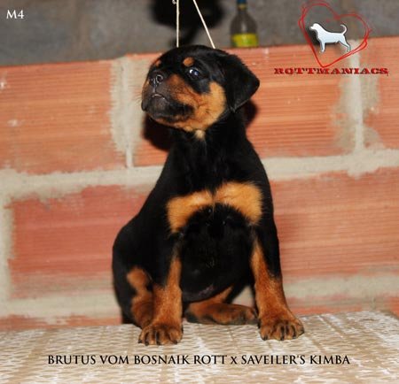 DogsIndia.com - Rottweiler