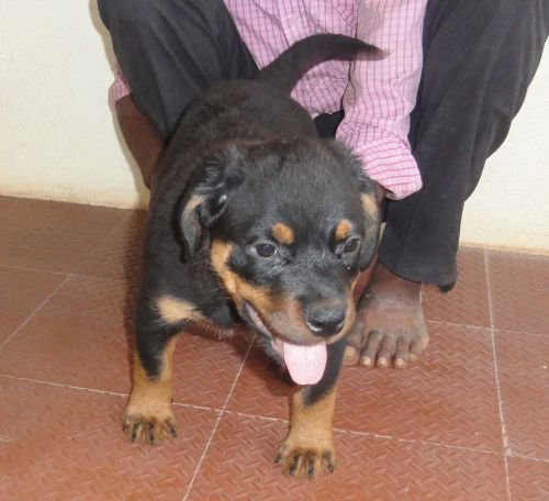DogsIndia.com - Rottweiler - Jose