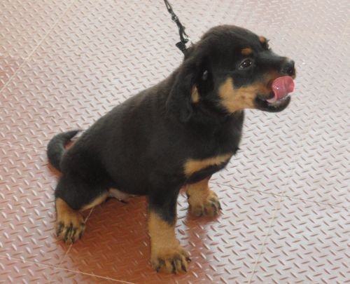 DogsIndia.com - Rottweiler - Jose