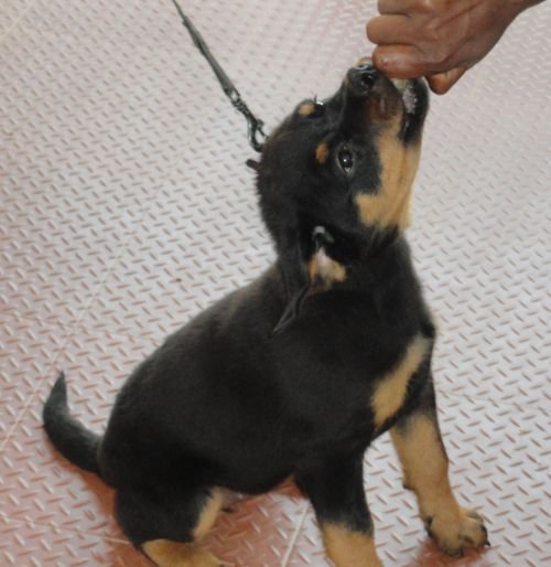 DogsIndia.com - Rottweiler - Jose
