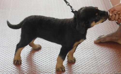 DogsIndia.com - Rottweiler - Jose