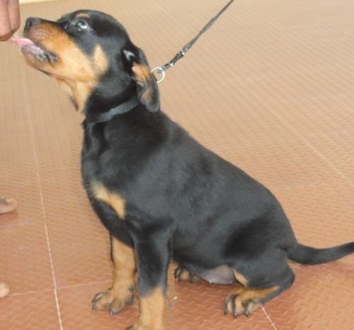 DogsIndia.com - Rottweiler - Jose