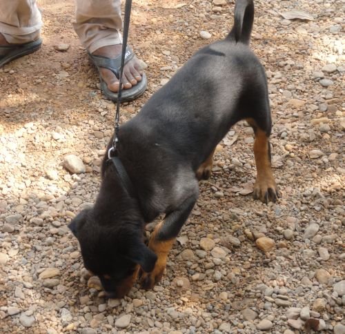 DogsIndia.com - Rottweiler - Jose