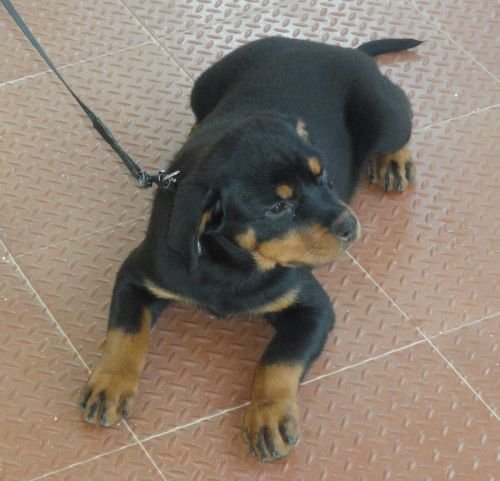 DogsIndia.com - Rottweiler - Jose