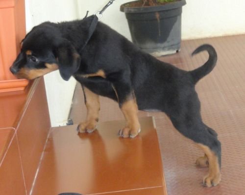 DogsIndia.com - Rottweiler - Jose