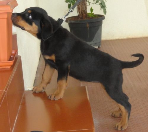 DogsIndia.com - Rottweiler - Jose