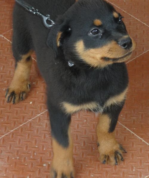 DogsIndia.com - Rottweiler - Jose