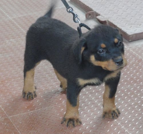 DogsIndia.com - Rottweiler - Jose