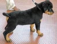 DogsIndia.com - Rottweiler - Jose