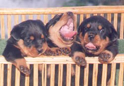 Rott_Pup_Ayyakris.jpg (21321 bytes)