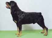 Rottweiler-DI.jpg (8166 bytes)