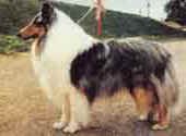 Rough Collie-DI.jpg (10197 bytes)