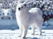 Samoyed-DI.jpg (10785 bytes)