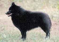 Schipperke-cessybo.jpg (10595 bytes)