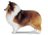 Shetland Sheepdog-DI.jpg (7833 bytes)