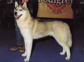 Siberian Husky-DI.jpg (8825 bytes)