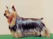 Silky Terrier-DI.jpg (8521 bytes)