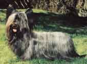 Skye Terrier-DI.jpg (11371 bytes)