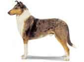 Smooth Collie-DI.jpg (7933 bytes)