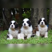 DogsIndia.com Saint Bernard Gururaj