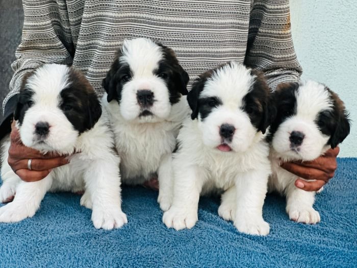 DogsIndia.com  Saint Bernard  Gururaj