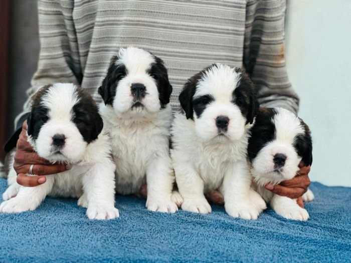 DogsIndia.com  Saint Bernard  Gururaj