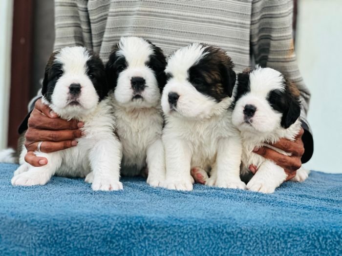 DogsIndia.com  Saint Bernard  Gururaj
