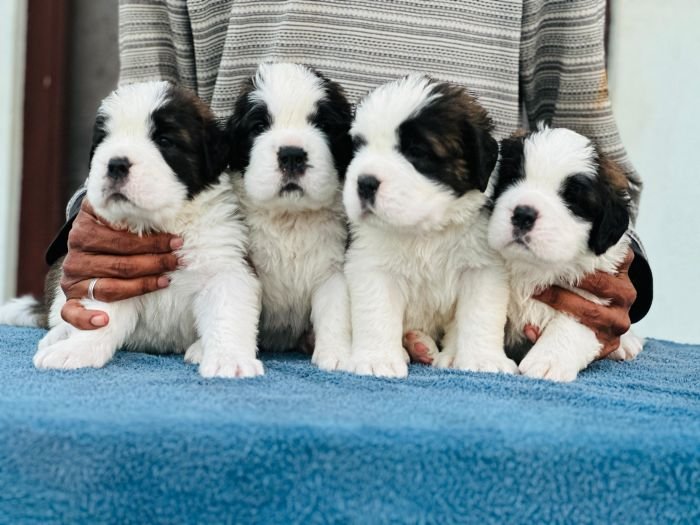 DogsIndia.com  Saint Bernard  Gururaj