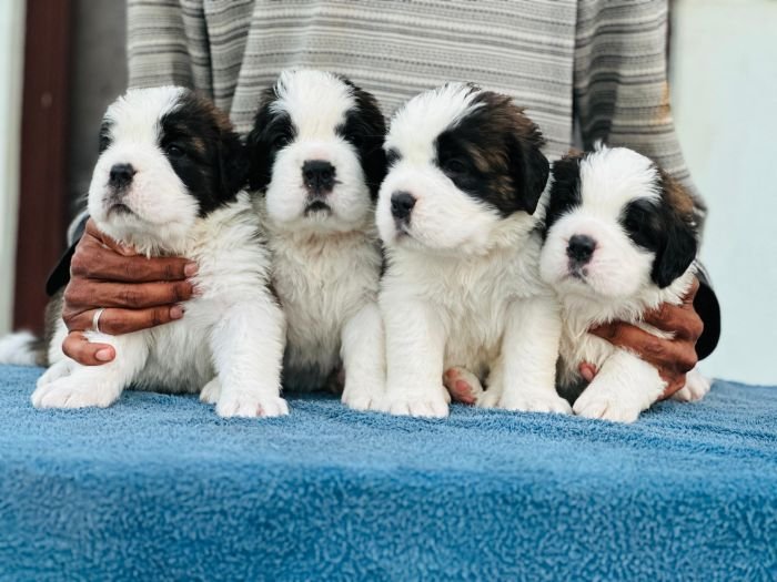 DogsIndia.com  Saint Bernard  Gururaj
