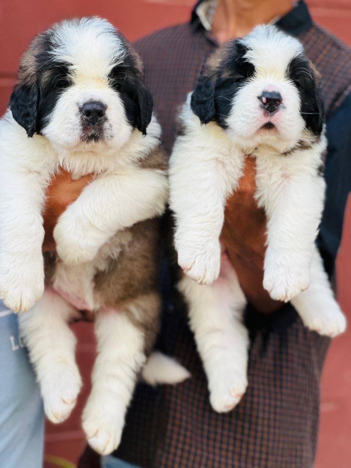 DogsIndia.com  Saint Bernard  Gururaj