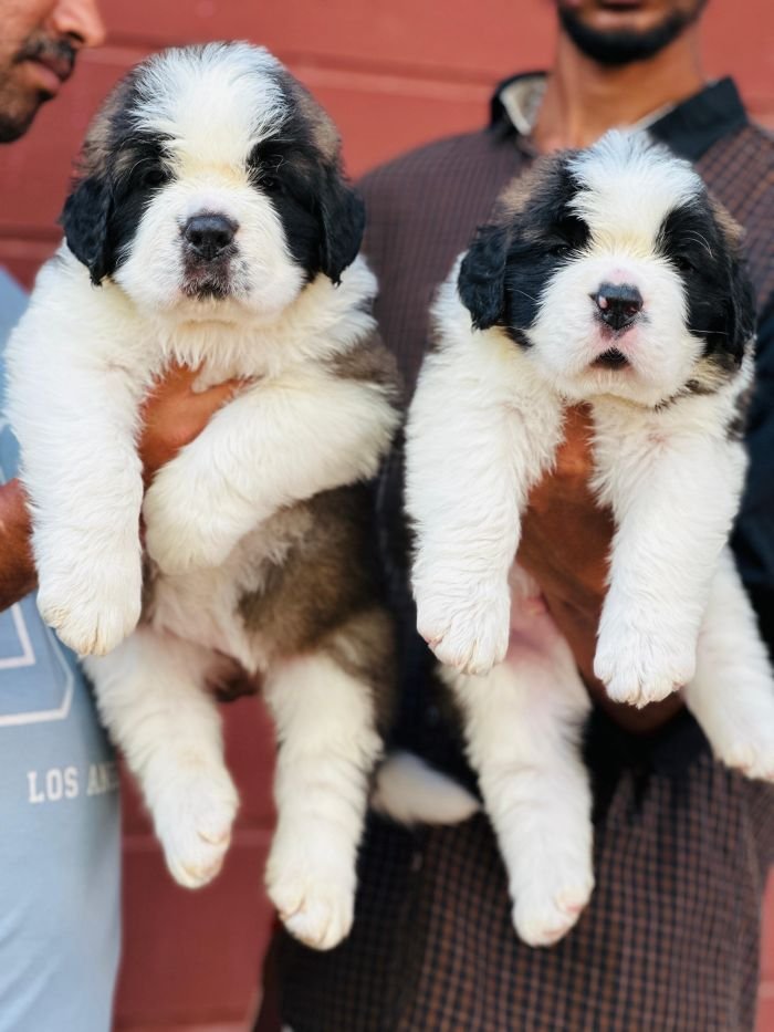 DogsIndia.com  Saint Bernard  Gururaj