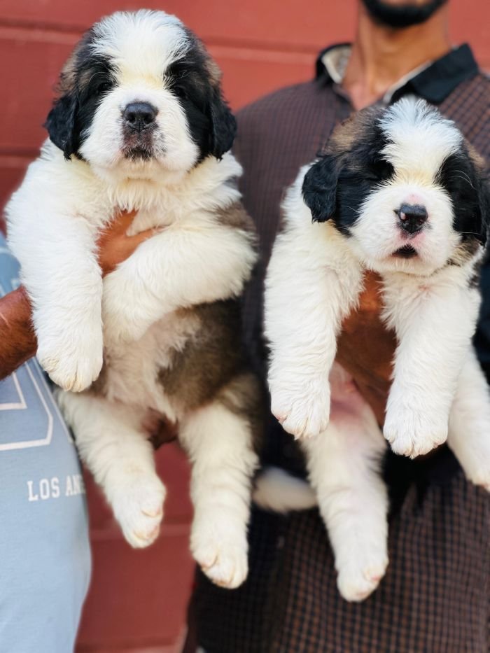 DogsIndia.com  Saint Bernard  Gururaj