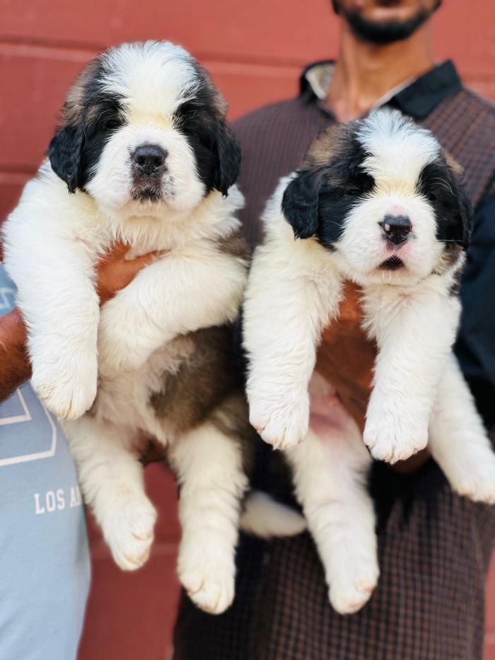 DogsIndia.com  Saint Bernard  Gururaj