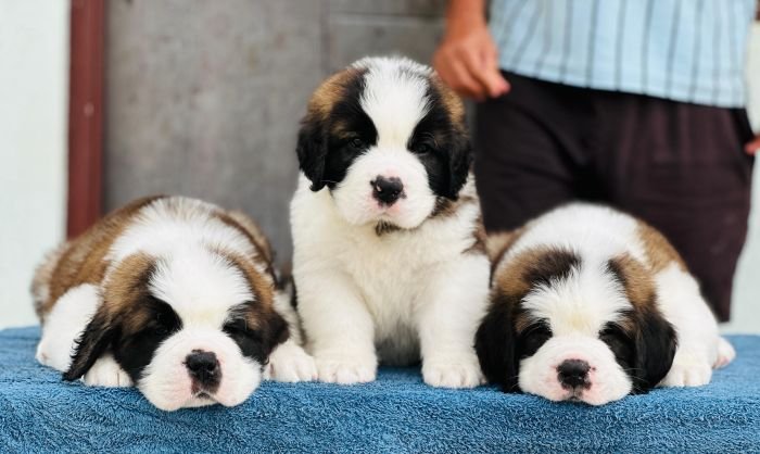 DogsIndia.com  Saint Bernard  Gururaj